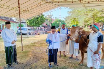 Situbondo sembelih 16 ekor sapi kurban dibagi 2.000 orang
