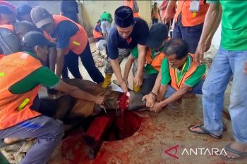 Idul Adha 1444 H, IKMR Bukit Batu sembelih delapan sapi