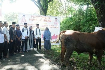 Pemkab Solok Selatan sembelih 41 ekor sapi