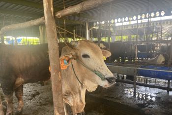 Jumlah hewan kurban Idul Adha di Batam 3.642 ekor