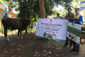 PLTU  Batang sumbang 23 hewan kurban kepada warga desa terdampak