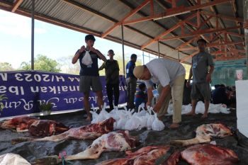Lanud EL Tari Kupang sembelih 44 ekor hewan kurban