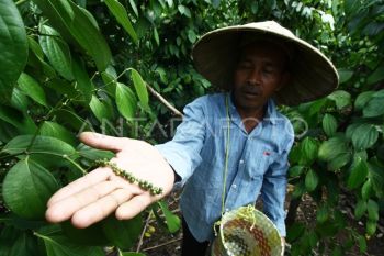 White pepper in Babel losing ground to tin and palm oil
