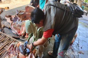 Pemkab  Batang periksa hewan kurban disembelih cegah cacing hati