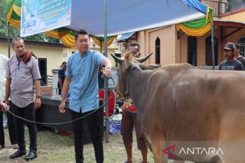 Polres Baubau kurban 19 ekor sapi perayaan Idul Adha 1444 Hijriyah