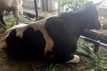 Kemenag:  Jumlah hewan kurban di Banyumas meningkat