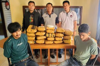 Polisi tangkap dua pemuda pengedar ganja 19 kilogram di Bukittinggi