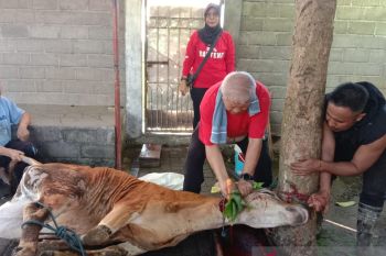 DPD dan DPC PDIP di NTB potong hewan kurban