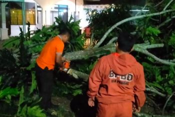 Pemkot Padang minta wisatawan waspada bencana pohon tumbang