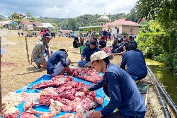 Aqua kurban tiga ekor sapi di Solok