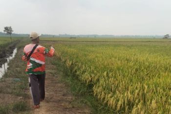 Harga gabah di Lampung naik di atas 6 persen