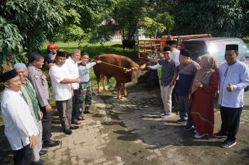 Idul Adha 1444 H, Bukit Asam salurkan 145 sapi dan 56 kambing