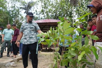 Gubernur Sulsel dorong masyarakat menghijaukan lingkungan