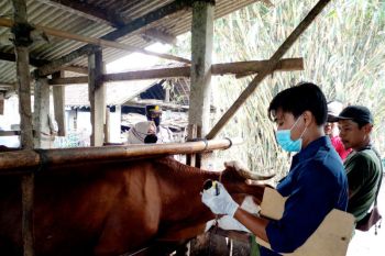 Kulon Progo awasi ketat hewan ternak cegah sebaran antraks