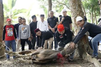 Bank Jambi potong 52 ekor hewan kurban