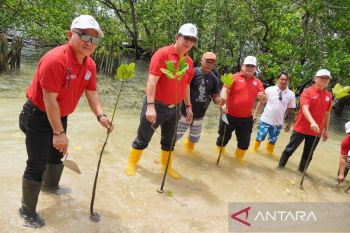 PPATK dan BSG tanam mangrove dan lepas penyu di Pulau Bunaken Manado