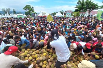 Pemkab Parigi Moutong sediakan 10 ribu durian di Festival Durian