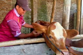 Magetan berupaya tingkatkan populasi ternak sapi dan kambing