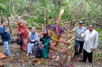 BKSDA Sumbar: Bunga bangkai mekar sempurna ditemukan di Sijunjung