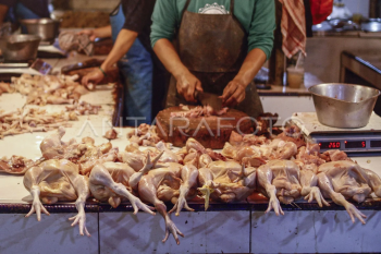 Harga ayam potong masih tinggi