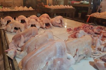 Harga daging ayam pasar tradisional di Jayapura naik Rp2.500 per Kg