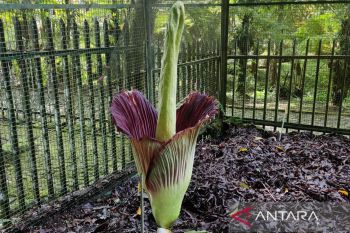 Bunga bangkai raksasa mekar sempurna di Kebun Raya Cibodas