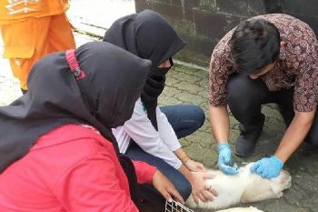 Pemprov Sumut imbau warga vaksinasi hewan  peliharan antisipasi rabies