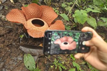 Rafflesia Arnoldi