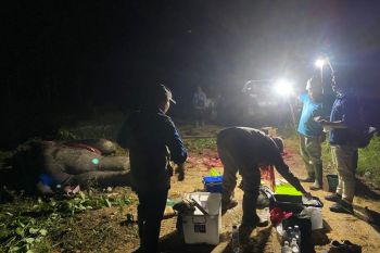 Diduga diracun, gajah jantan ditemukan mati di Pelalawan