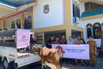 DSLNG serahkan 17 ekor sapi kurban untuk Idul Adha 1444 Hijriah