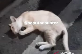 21 kucing ditemukan mati setelah kejang-kejang di Jakarta Utara