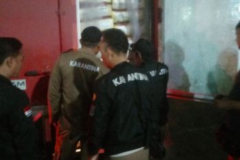 Kemarin, Karantina Lampung amankan 4,7 ton daging kerbau tanpa surat kesehatan