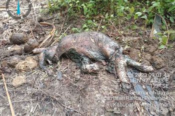 Bayi gajah ditemukan mati di Aceh Timur