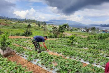 AQUA tingkatkan kesejahteraan warga Solok lewat agrowisata strawbery