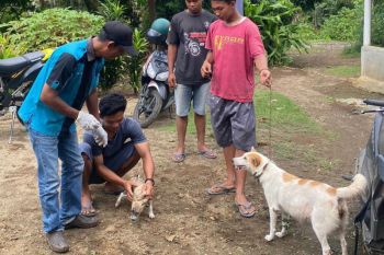 26 kasus rabies terjadi di Pasaman Barat satu orang meninggal dunia