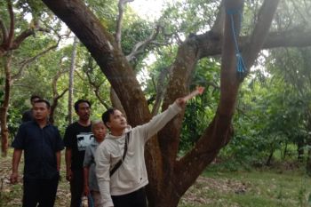Ngeri! Mertua temukan menantunya gantung diri di Pohon Mente