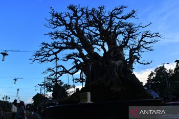Pameran bonsai di Ponorogo