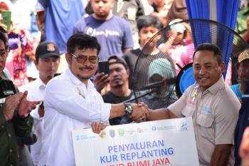OKI jadi daerah dengan peremajaan kelapa sawit terluas