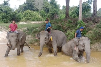 Pertamina Hulu Rokan alokasikan Rp24 miliar dukung konservasi gajah