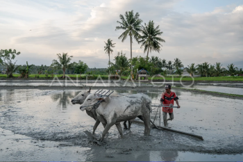 Indonesia masih surplus beras