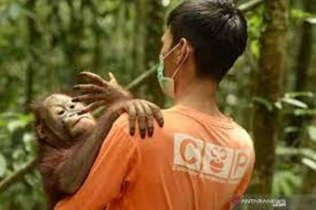 Petugas evakuasi anak orangutan di Inhil