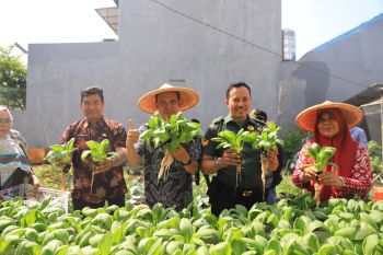 DKP Tangerang sebut tanam pakcoy jadi pendapatan baru masyarakat