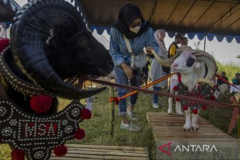 Kontes ternak Jawa Barat 2023