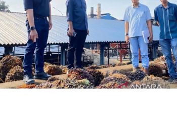 PTPN V produksi CPO sebanyak 253,53 ribu ton pada semester I 2023