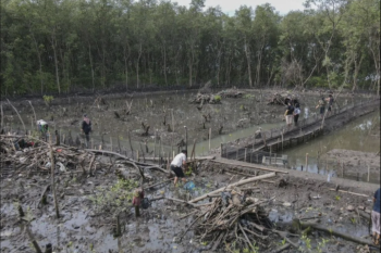 Polda Lampung tangkap perusak hutan mangrove di Bandarlampung