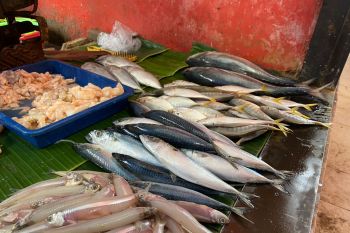 Harga ikan tongkol di Bandarlampung mulai merangkak naik
