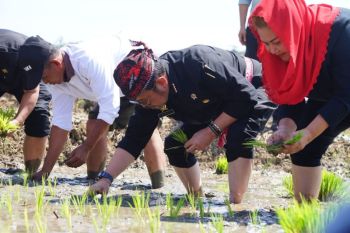 Mentan  perkuat ketersediaan pangan hadapi El Nino