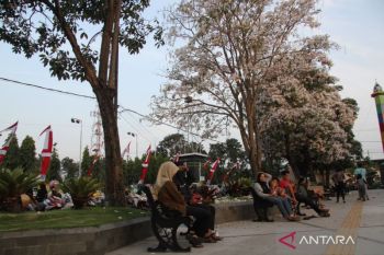 Bunga tabebuya di Jombang