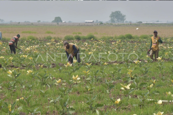 Petani beralih menanam palawija