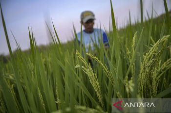 Harga beras lokal meroket, Jepang mulai jual beras impor